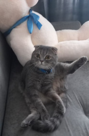 Адик, г. Благовещенск