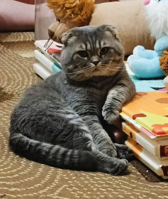 Барс, г. Шимановск