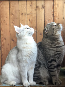 Бася и Бруно, п. Токур