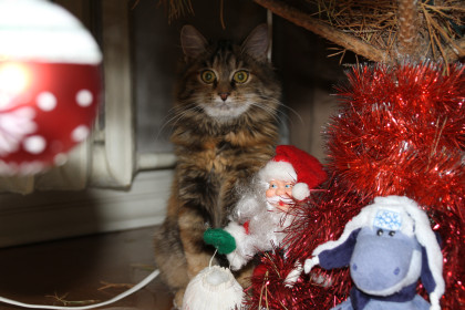 Рыся, иначе Рысенок, г. Белогорск