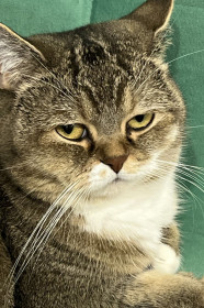 Плюша, г. Благовещенск