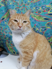 Кубик, г. Белогорск