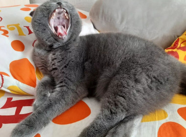 Булочка, пгт Прогресс