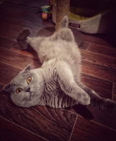 Моника, г. Благовещенск