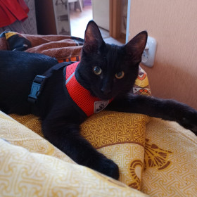 Тимофей Иванович, г. Благовещенск