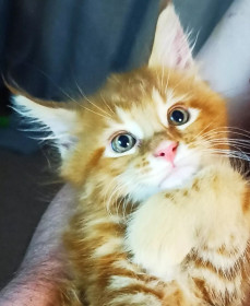 Чипс, г. Благовещенск