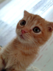 Лёва, г. Казань