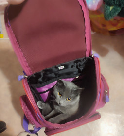 Коржик, г. Благовещенск