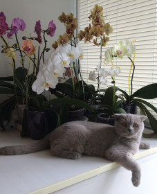 Шанель, г. Благовещенск