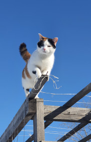 Алиса, с. Соловьевск