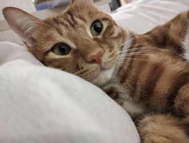 Борис Петрович, г. Благовещенск