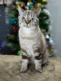 Эльза, г. Благовещенск