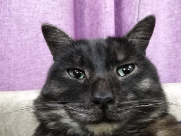 Шайтан, г. Благовещенск