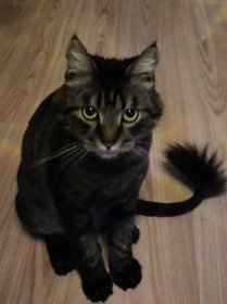 Босс, г. Зея