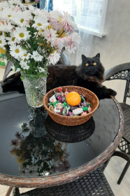 Уголёчек, г. Благовещенск