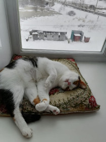 Мура, г. Шимановск