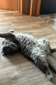 Пухляш, г. Свободный