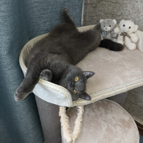 Боня, г. Зея