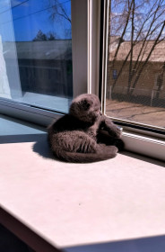 Мишка, с. Константиновка