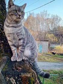 Тимка, г. Райчихинск