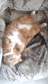 Гоша, г. Благовещенск