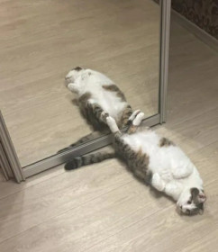 Шнур, г. Благовещенск