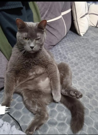 Барсик, г. Хабаровск