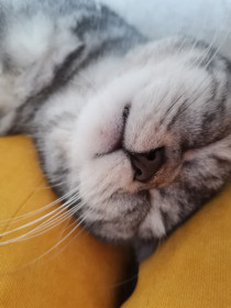 Каспер, г. Благовещенск