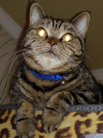 Алиса, г. Калининград