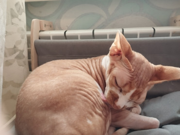 Мотя, г. Барнаул