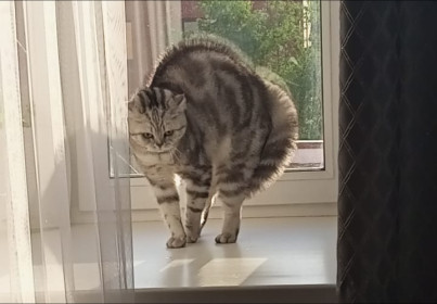 Сима, г. Благовещенск