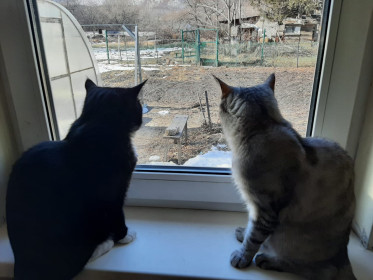 Кот Тиша и кошка Катя, с. Белогорье