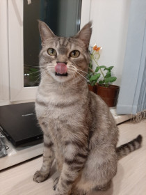 Тихон, г. Благовещенск