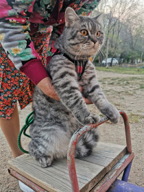 Тим, г. Благовещенск