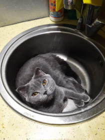 Буся, г. Благовещенск