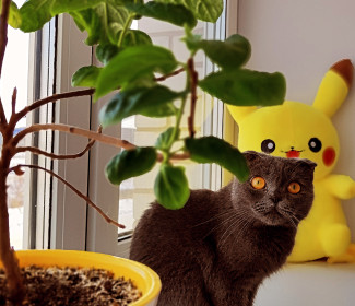 Маруся, г. Благовещенск