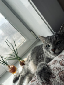 Томас, г. Благовещенск