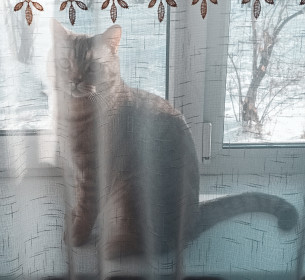 Симба, г. Благовещенск