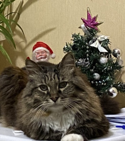 Персик, г. Благовещенск