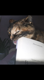 Елизавета Котофеевна из Северного