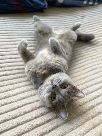 Бритни, г. Благовещенск