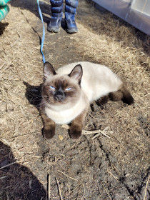 Циля из Благовещенска