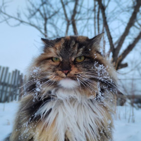Сибирская Бусинка, г. Благовещенск