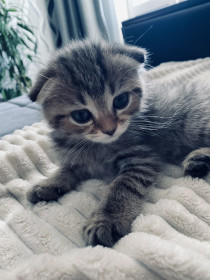 Боня, г. Завитинск