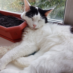 Мурсик, г.Благовещенск