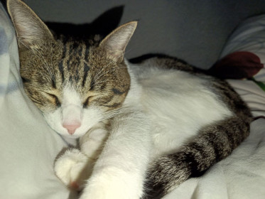 Китя Кун, г. Благовещенск