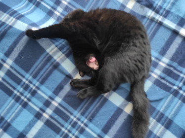 Котофей Иванович, г. Благовещенск