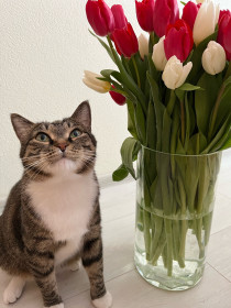 Мишка, г. Благовещенск