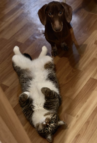 Степан, Благовещенск