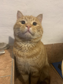 Кот Коржик из Кундура